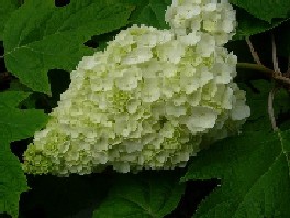 藤森神社の紫陽花_c0072993_12474768.jpg