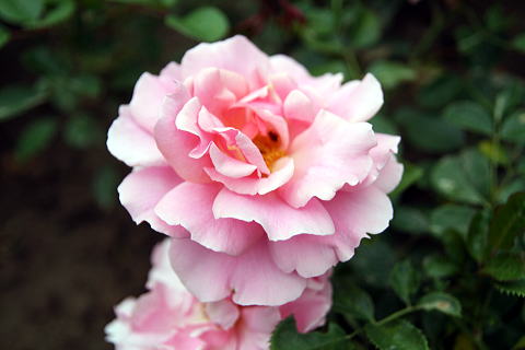 c0090198_5445293.jpg