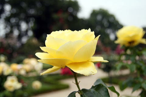 c0090198_614248.jpg