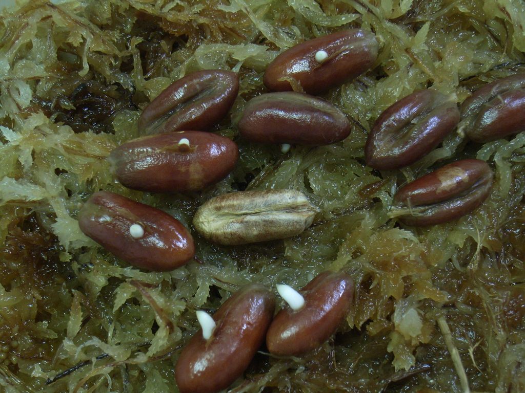 クレオパトラのナツメヤシ_c0025115_2228257.jpg
