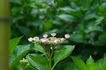 矢田寺　紫陽花をもとめて　－ 見本園の中　－_c0121738_76514.jpg