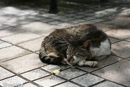 初めて一人旅～大阪・猫の旅～_c0123842_8473924.jpg