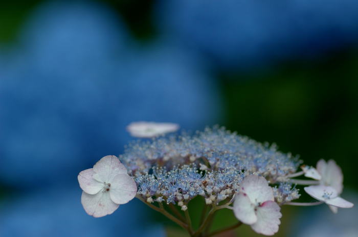 e0095142_5385424.jpg