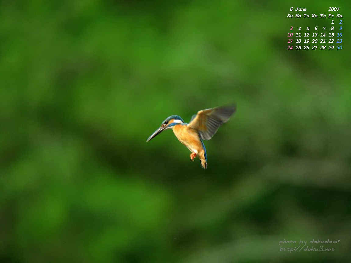 ホバリング_d0122046_11361075.jpg