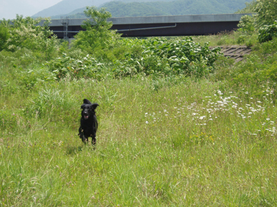 水泳教室ちゃぷちゃぷ。_f0095152_224766.jpg