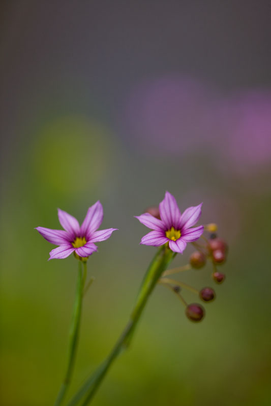 夏の香り_f0080076_22272745.jpg