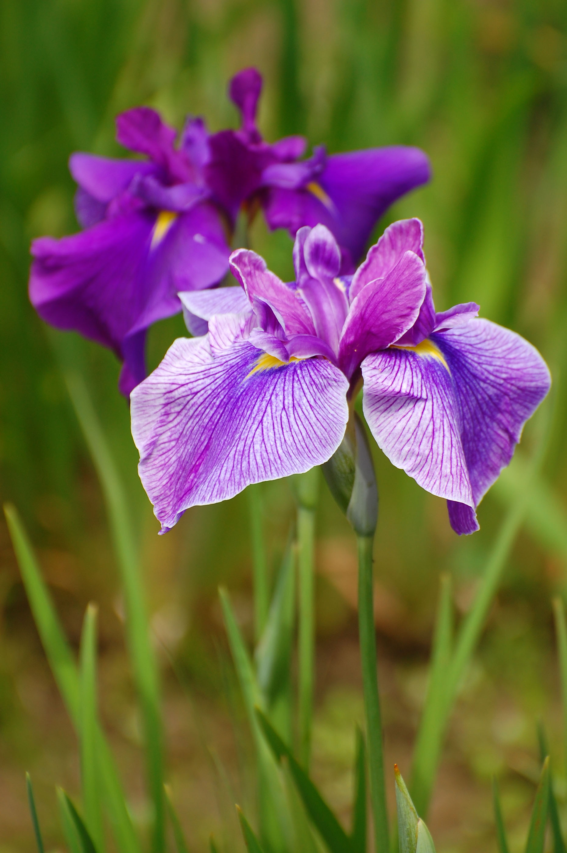 千葉県茂原市・ひめはるの里「花菖蒲」_e0071178_4421244.jpg