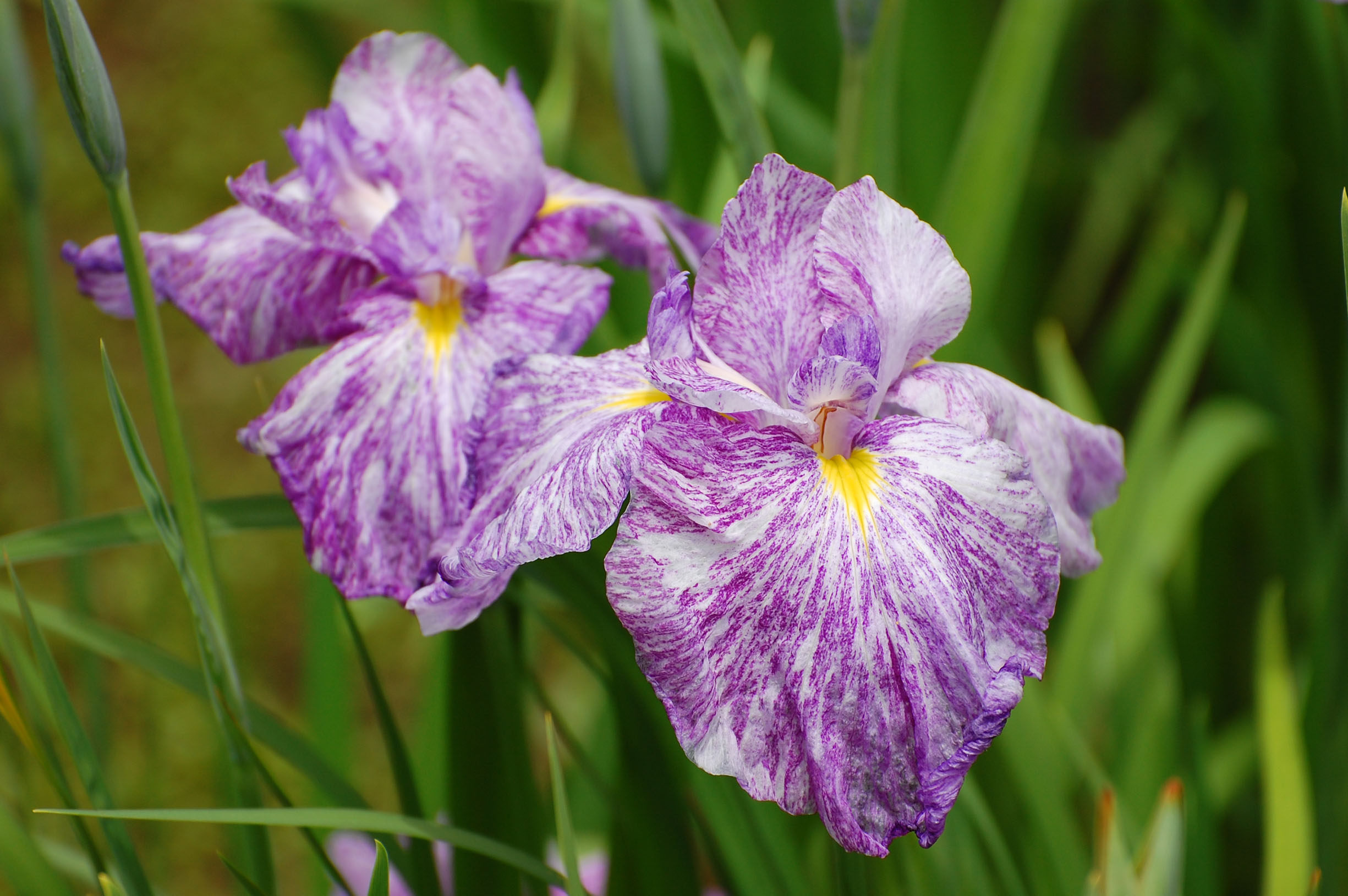 千葉県茂原市・ひめはるの里「花菖蒲」_e0071178_505699.jpg