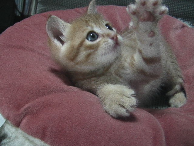 かわいい子猫ちゃんを飼ってくださる人さがしています ベルエポックの休日 パリジェンヌになりたい kobeフレンチライフスタイル かわいい子猫ちゃんを飼ってくださる人さがしています ベルエポックの休日 パリジェンヌになりたい kobeフレンチライフスタイル