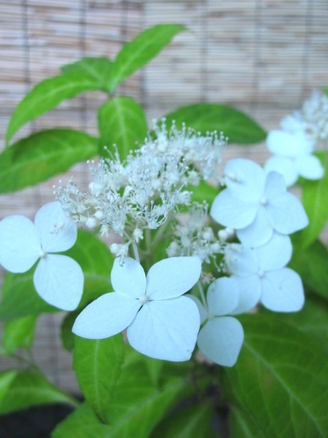 ヤマアジサイ_a0091095_14211896.jpg