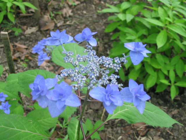 ヤマアジサイ_a0091095_143888.jpg