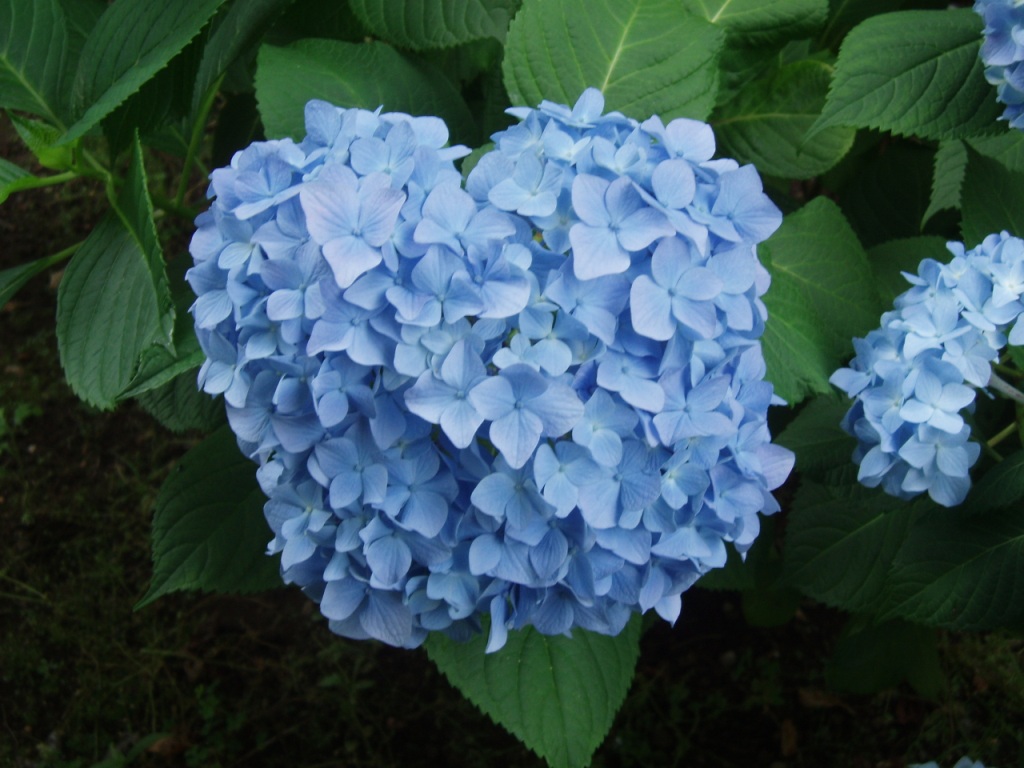 6月の花といえば・・・_b0049307_21551925.jpg