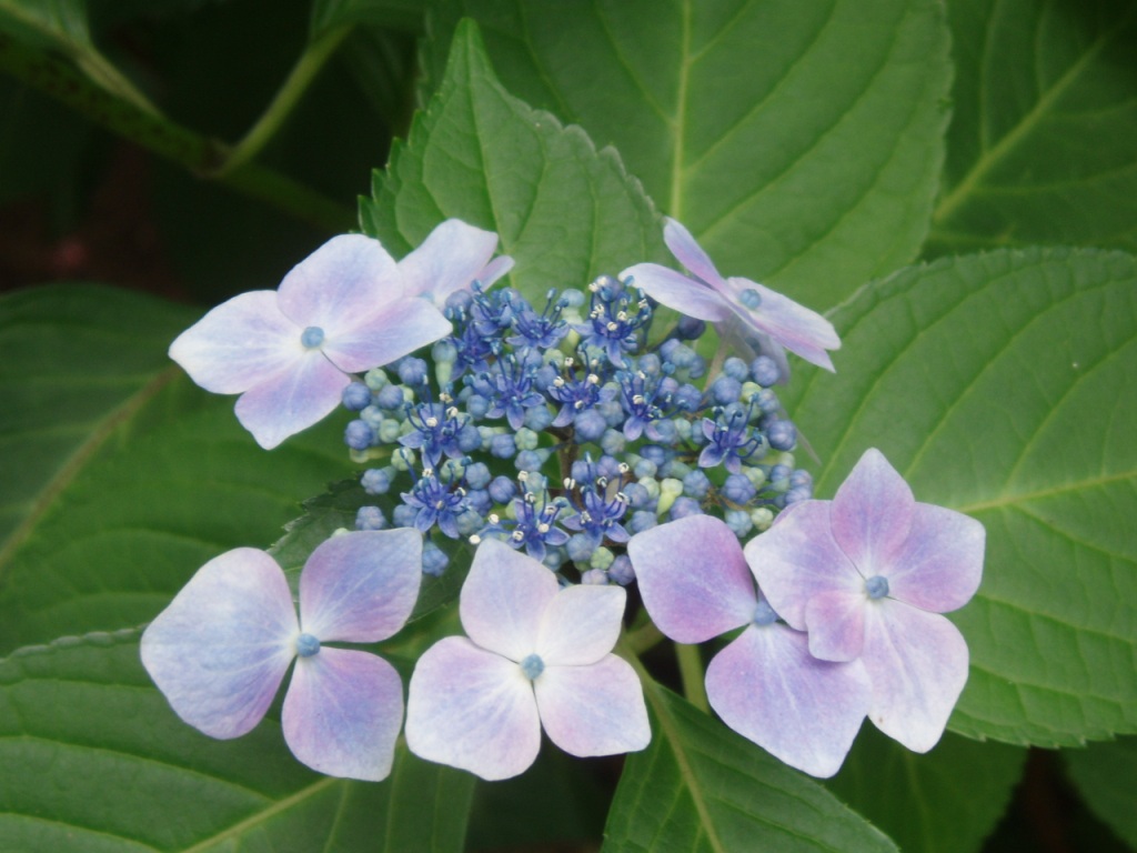 6月の花といえば・・・_b0049307_21553773.jpg