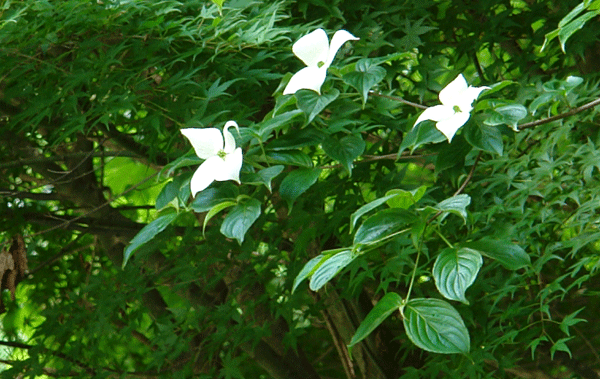 b0030123_945116.gif