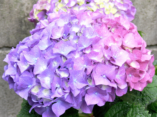 アジサイ_b0065730_3101455.jpg