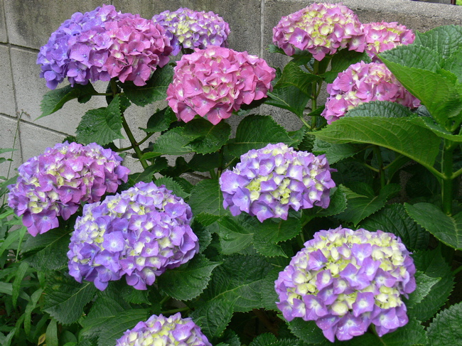 アジサイ_b0065730_381992.jpg