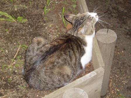 紫陽花と３匹の猫と夕暮れ_c0012640_192797.jpg