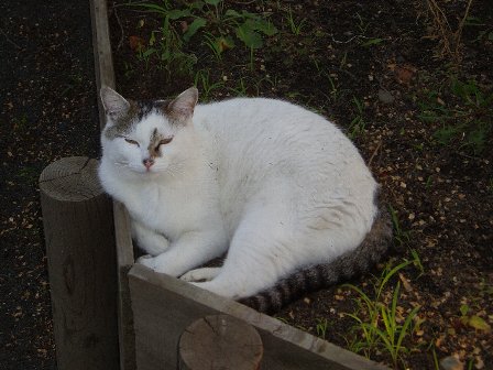 紫陽花と３匹の猫と夕暮れ_c0012640_1951133.jpg