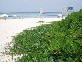 f0063944_11172976.gif