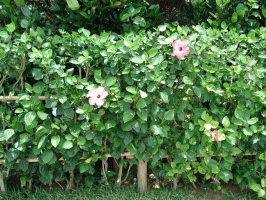f0063944_11332697.gif