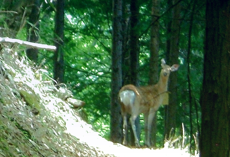 ニホンジカ_e0110145_17354417.jpg