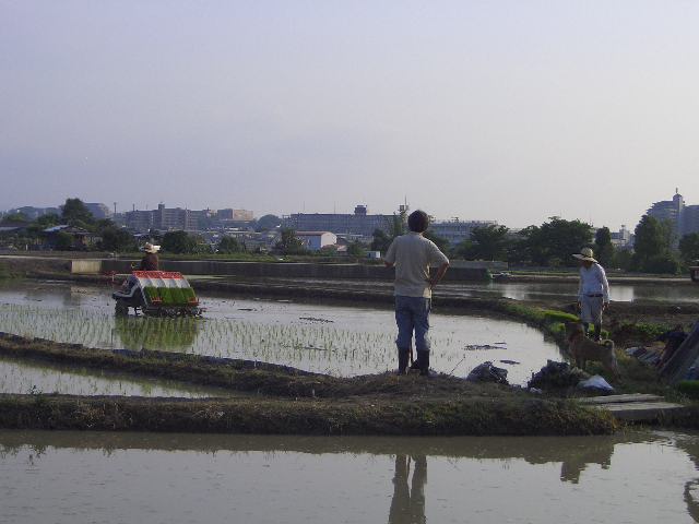 田植え　完了_f0137156_22392112.jpg