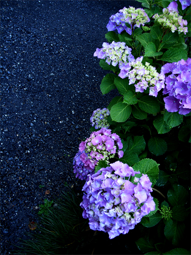 雨の似合う花。_a0046364_20391724.jpg