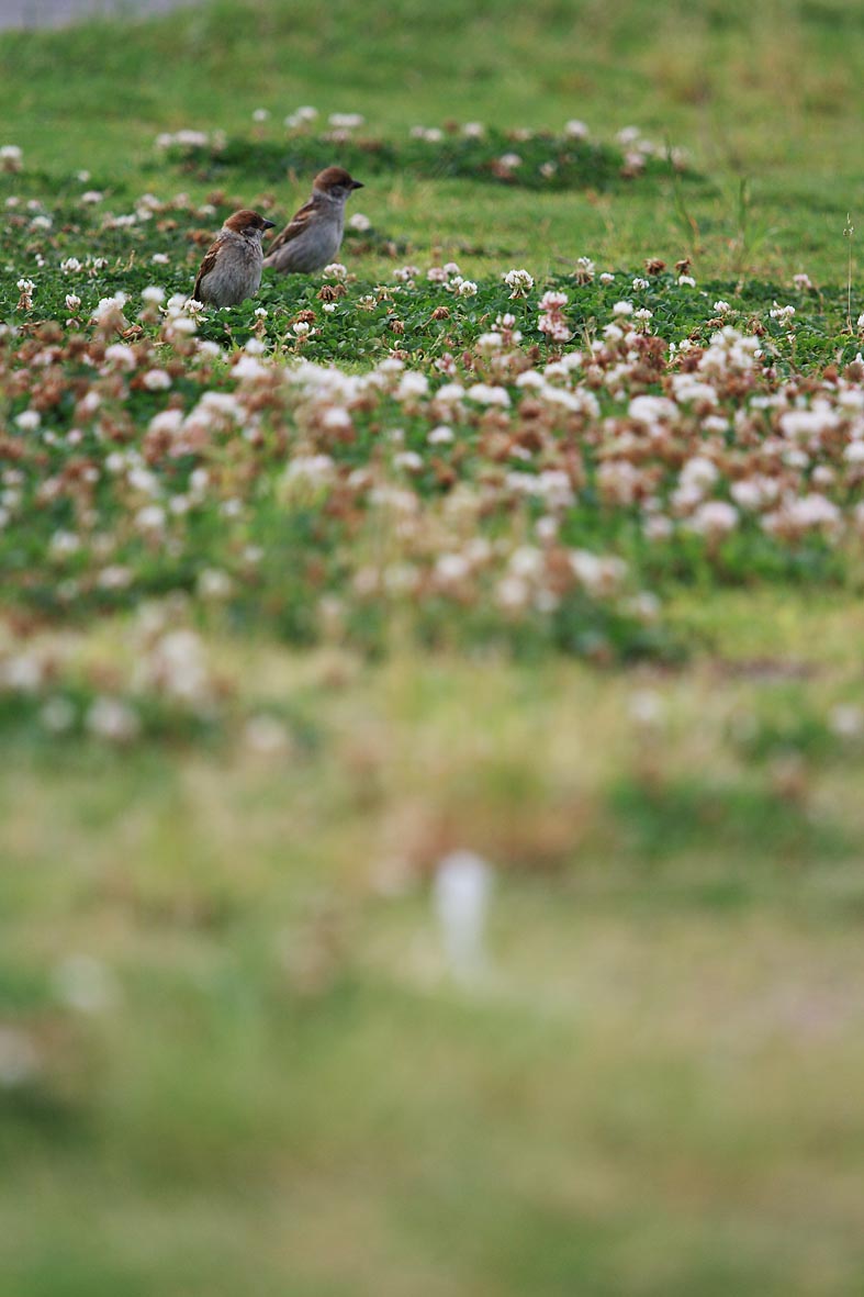 　　　　　　　野の花_a0050473_20372667.jpg