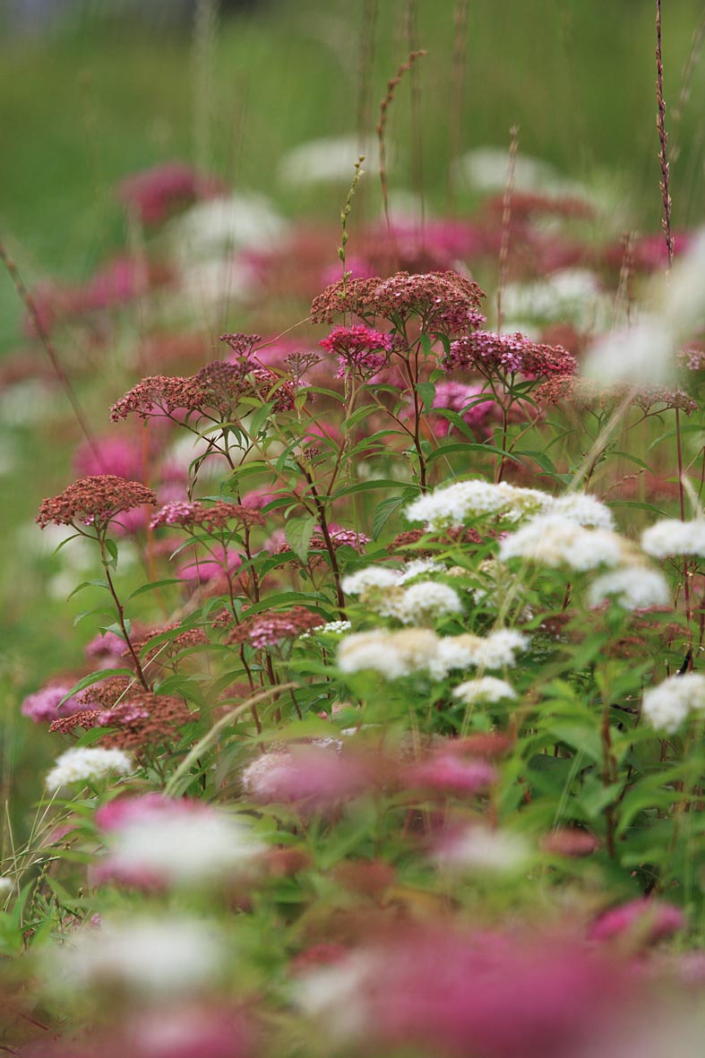 　　　　　　　野の花_a0050473_20392480.jpg