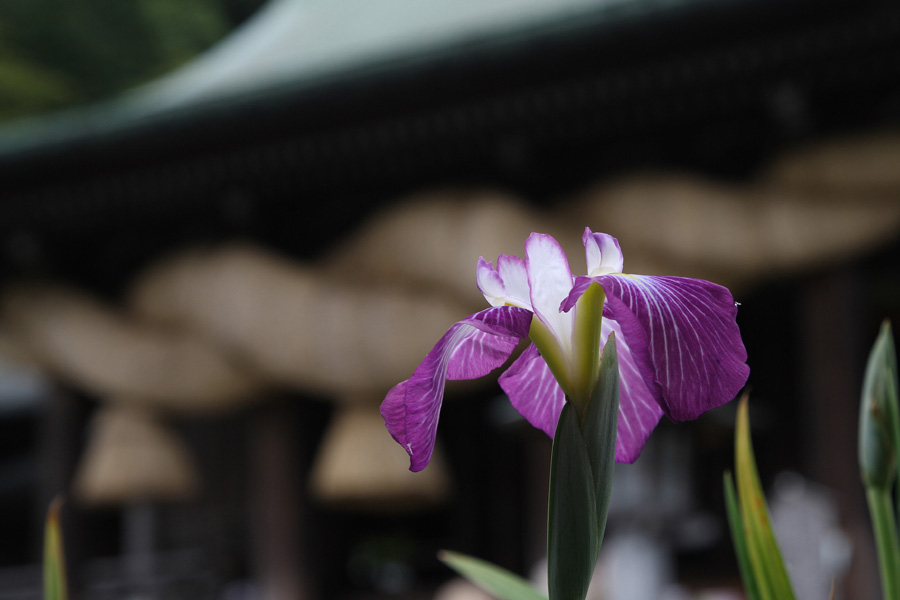 宮地嶽神社、民家村自然広苑の江戸菖蒲３_c0007190_21325233.jpg