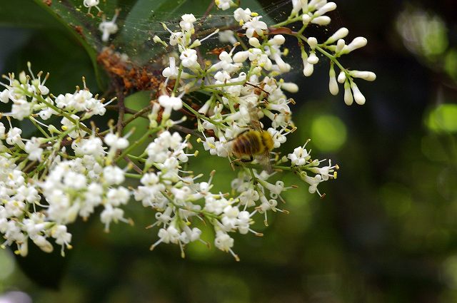 e0070891_2011566.jpg