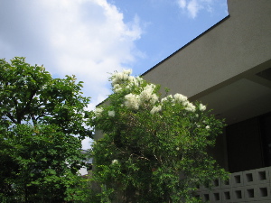 続・メラレウカに花が咲く／ちょっと前なんですが_b0007893_0212749.jpg