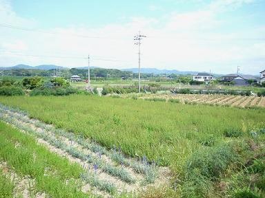 e0099614_23452540.jpg