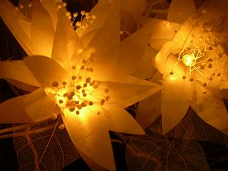 続白花の照明_c0102228_850972.jpg