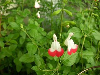 続白花の照明_c0102228_933696.jpg