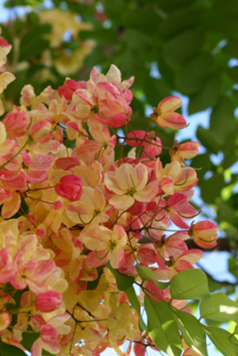 c0024729_22311611.jpg
