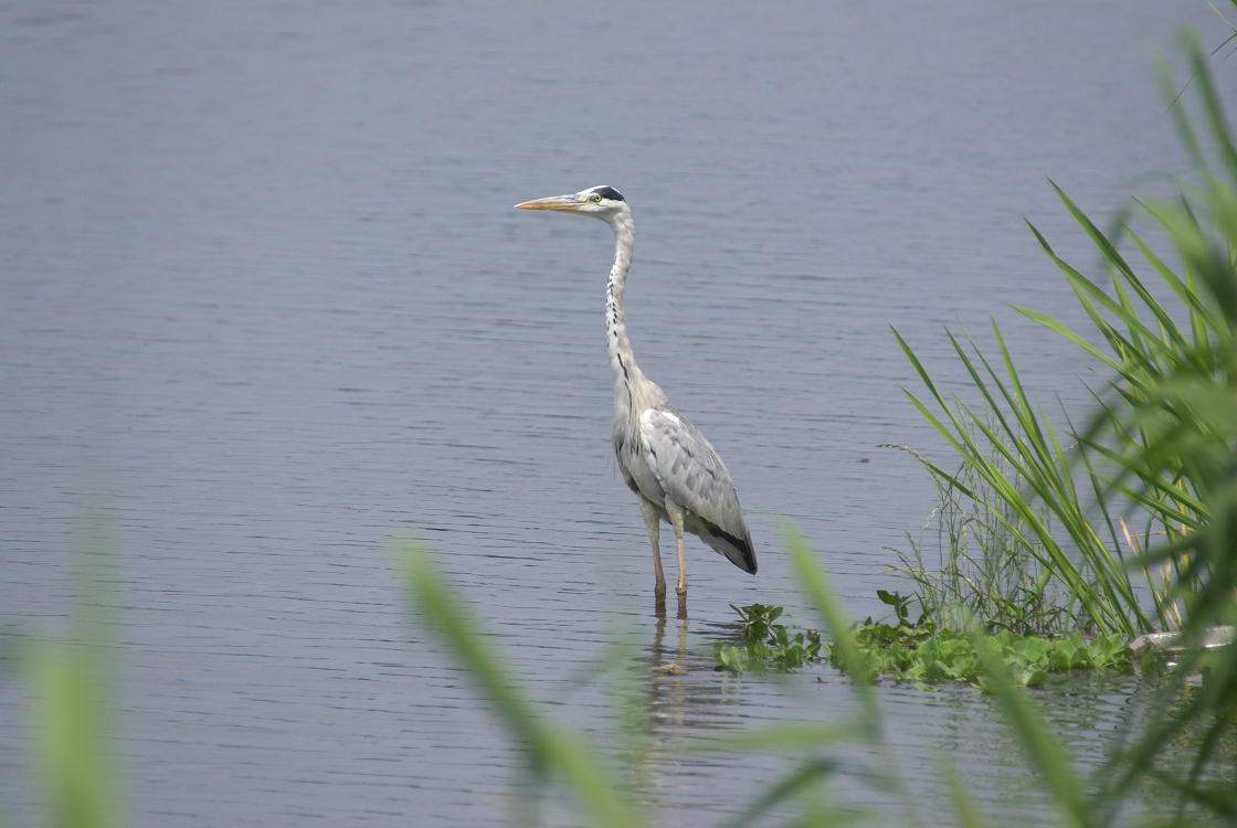 画図湖に住む生き物達_c0005030_10113642.jpg