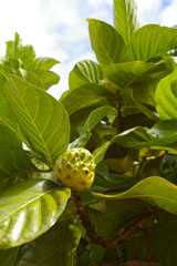 ＊地に足つけて、暮らすこと　　,Honoka\'a Hawaii_a0030038_12343973.jpg