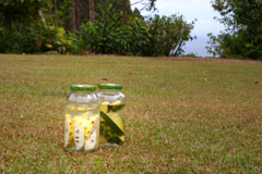 ＊地に足つけて、暮らすこと　　,Honoka\'a Hawaii_a0030038_12353599.jpg