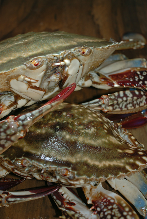 渡り蟹 ガザミ この蟹も美味いですよね 魚屋三代目日記