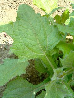 b0036340_17454643.jpg