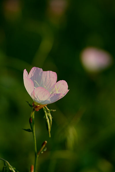 梅雨入り_a0052155_20534763.jpg