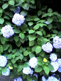 どちらも紫陽花_f0129557_1642135.jpg