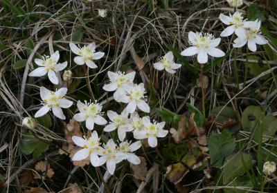 花を求めて「根子岳」・「四阿山」を巡る_b0054362_21404429.jpg