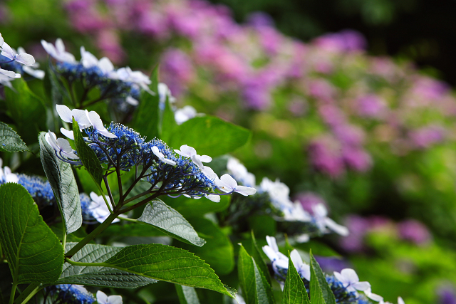 正覚寺・紫陽花（６月１４日）_c0057265_15381730.jpg