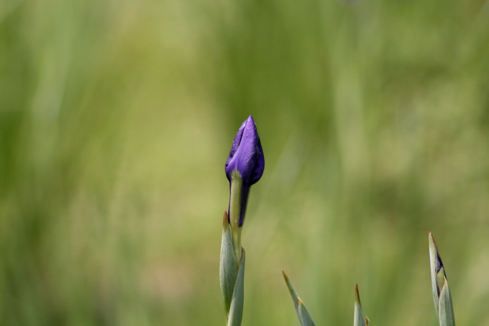 花菖蒲、、_b0093678_1945438.jpg