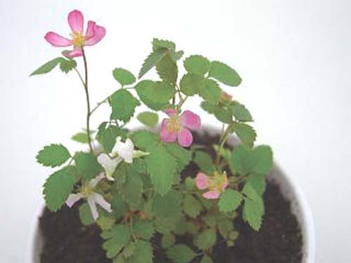 星の王子さまミニバラの種 1 ワールドフラワーサービス 栽培キット生長日記 星の王子さまミニバラの種 1 ワールドフラワーサービス 栽培キット生長日記
