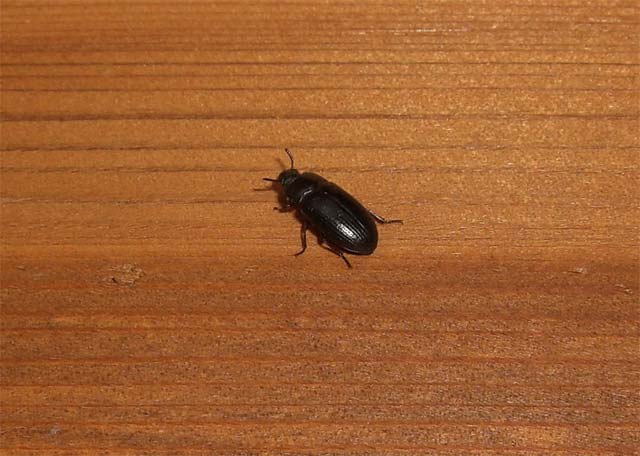 家の中に黒くて硬い虫が大量に発生しています 昆虫ブログ むし探検広場