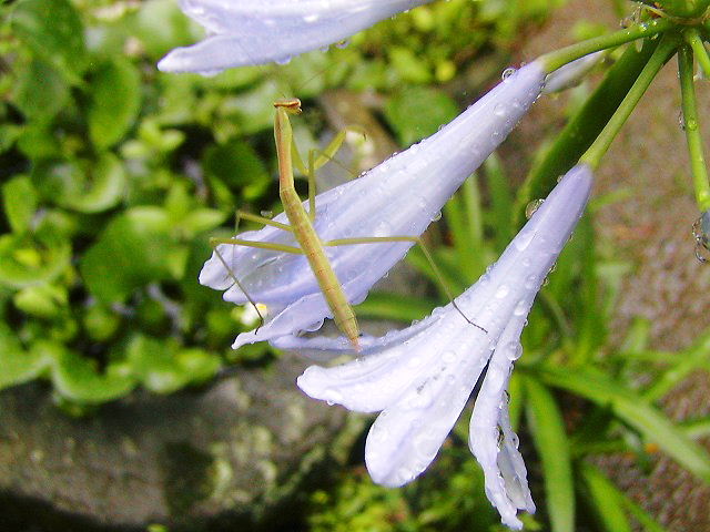 梅雨　時々曇り_d0037110_19572076.jpg