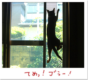 網戸を登る猫_d0084214_1845392.jpg